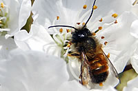 Mauerbiene auf Blüte