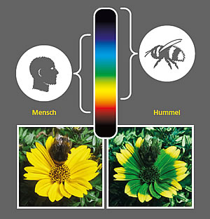 Hummeln haben ein anderes Sehvermögen als der Mensch
