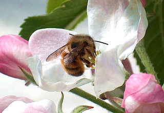 Wildbiene beim Bestäuben einer Blüte