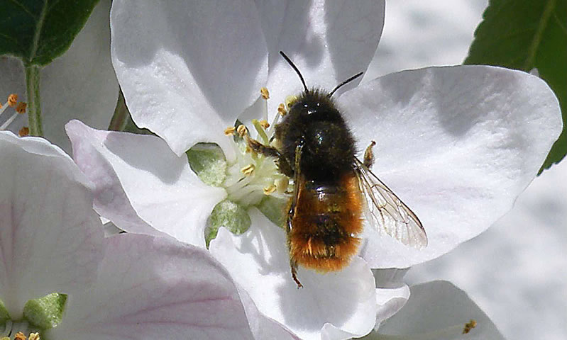 Natürliche Bestäubung Mauerbienen kaufen zur optimalen Bestäubung von