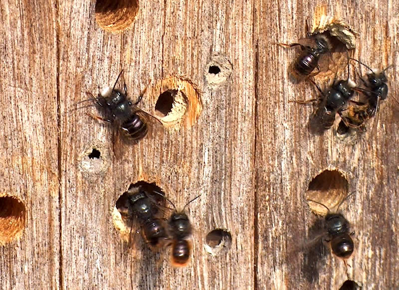 Natürliche Bestäubung Mauerbienen kaufen zur optimalen Bestäubung von