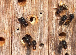 Mauerbienen an professioneller Nisthilfe