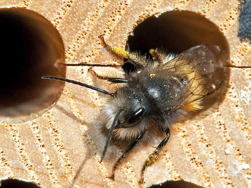 Natürliche Bestäubung Mauerbienen kaufen zur optimalen Bestäubung von