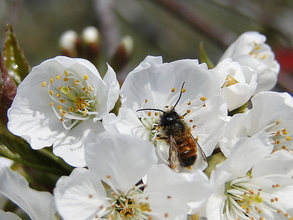 Mauerbiene auf Blüte