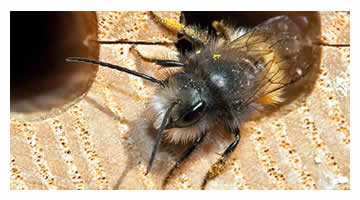 Mauerbienen und Wildbienen